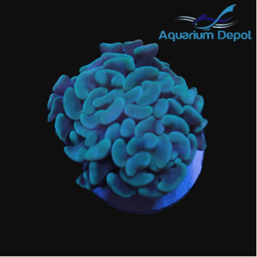 Mint Branching Hammer (Euphyllia ancora)
